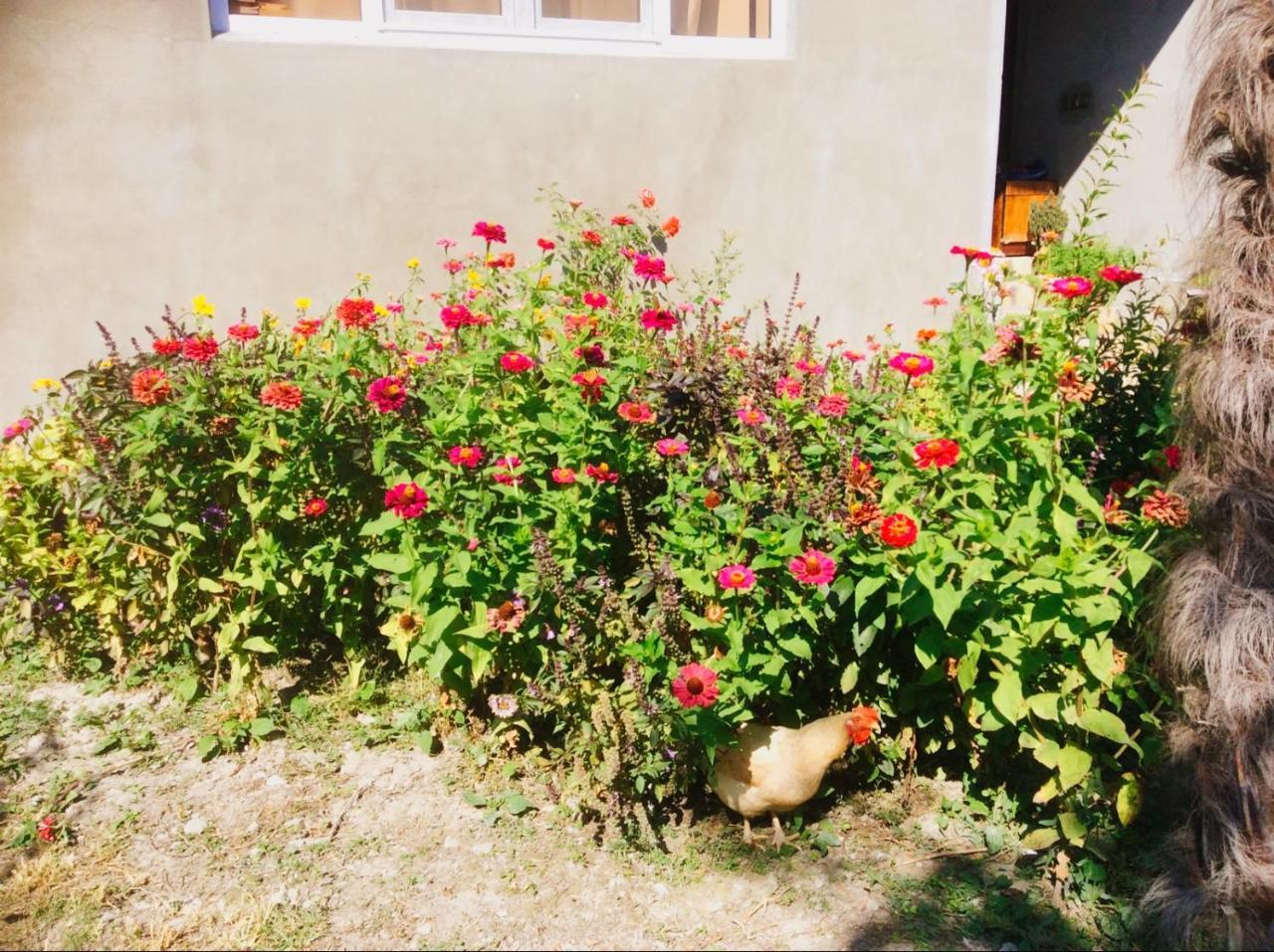 Bed and Breakfast House On Ashiq Cuma Street 8 Şǝki Zewnętrze zdjęcie